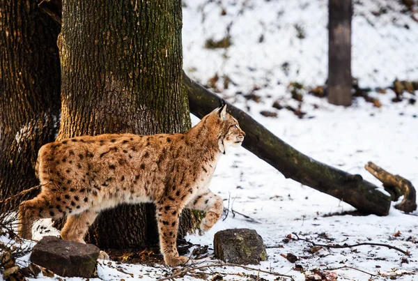 Lynx Zvíře Zimě Pozadí — Stock fotografie