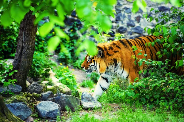 Vackra amur tiger porträtt — Stockfoto