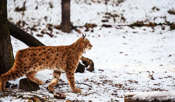 冬のリンクス動物は — ストック写真