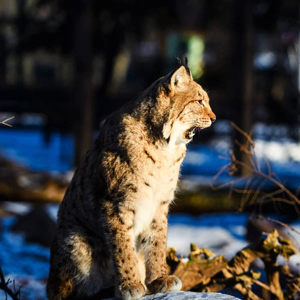 冬のリンクス動物は — ストック写真