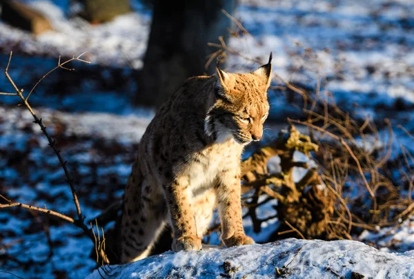 背景下冬季的山猫动物 — 图库照片