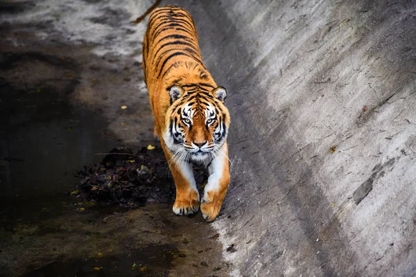 Belo Tigre Amur Segundo Plano — Fotografia de Stock