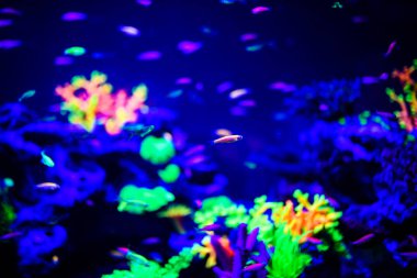 Güzel denizanası, medusa neon ışık ile balıkçı. A