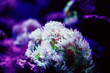 Harika ve güzel sualtı dünya mercan ve tropica