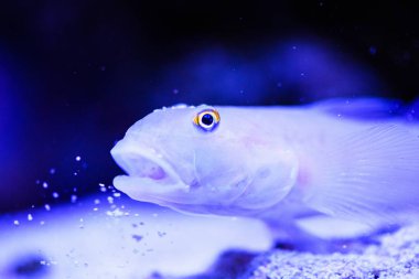 Harika ve güzel sualtı dünya mercan ve tropica