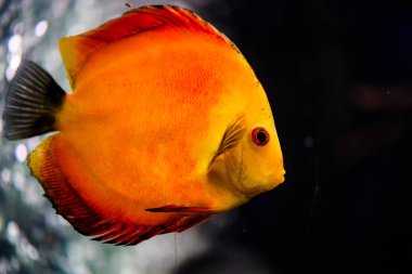 Harika ve güzel sualtı dünya mercan ve tropica