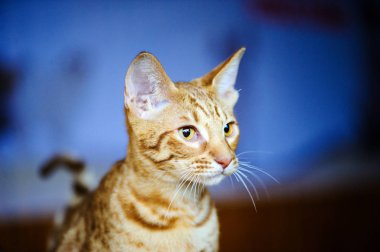 Güzel bir kedinin portresi