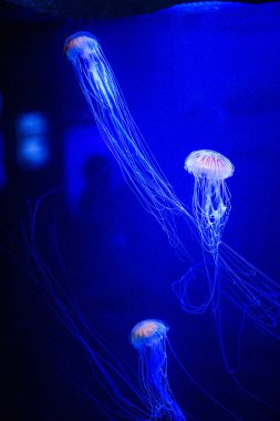 Beautiful jellyfish, medusa in the neon light with the fishes. U clipart