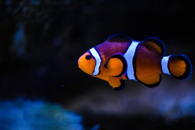 Harika ve güzel sualtı dünya mercan ve tropica