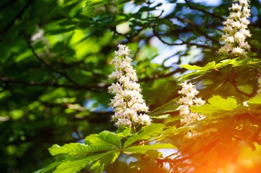 Bahar günü, kestane