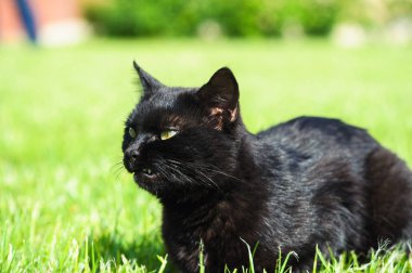 yeşil arka plan üzerinde komik siyah kedi