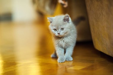 Arka planda sevimli bir kedi yavrusu