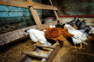 bir çiftlikte tavuk