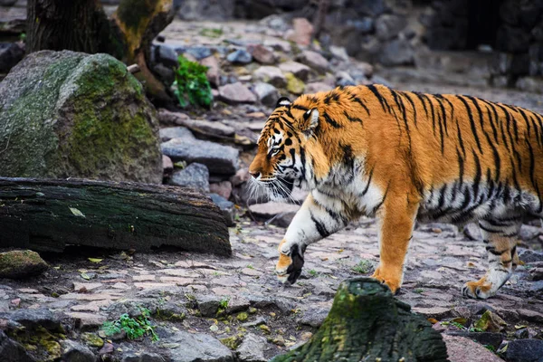 Belo Tigre Amur Segundo Plano — Fotografia de Stock