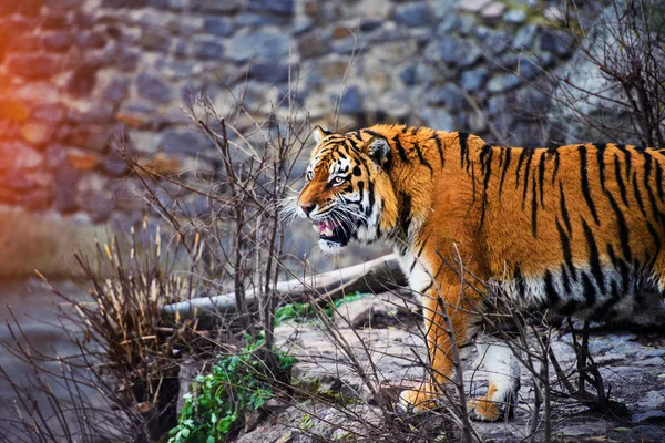 Bella Tigre Amur Sullo Sfondo — Foto Stock