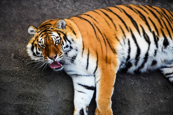 Schöne Amur Tiger Auf Hintergrund — Stockfoto