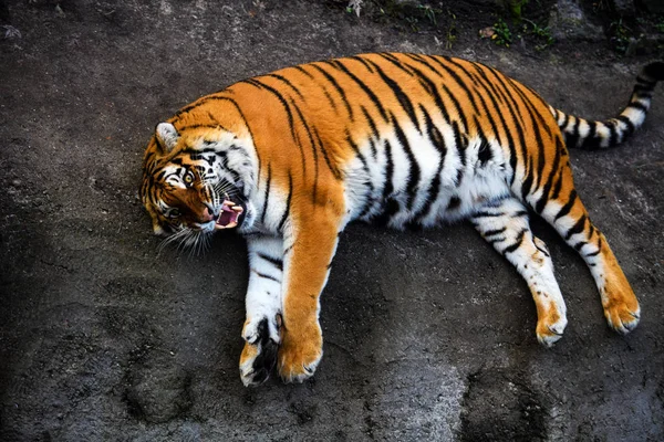 Schöne Amur Tiger Auf Hintergrund — Stockfoto