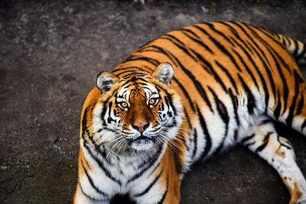 Прекрасний Амурський Тигр Задньому Плані — стокове фото