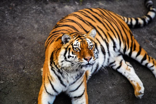 Schöne Amur Tiger Auf Hintergrund — Stockfoto