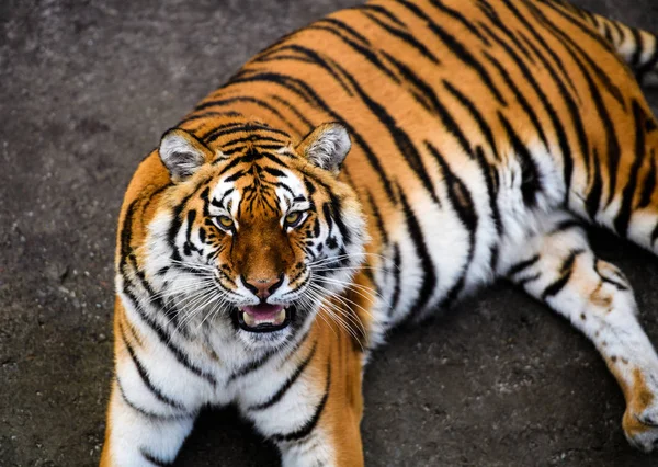 Schöne Amur Tiger Auf Hintergrund — Stockfoto