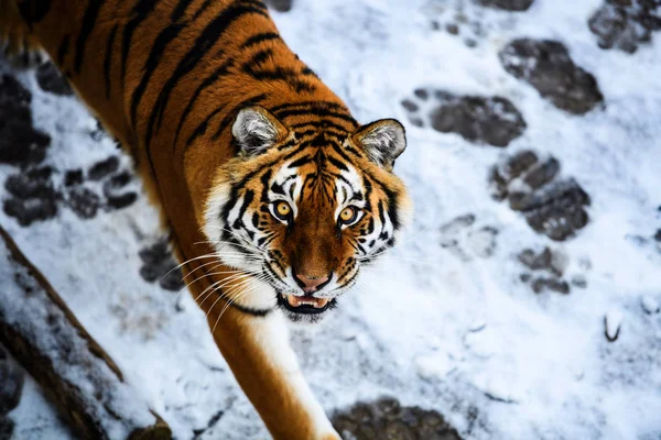 Hermoso tigre Amur en la nieve. Tigre en bosque de invierno — Foto de Stock