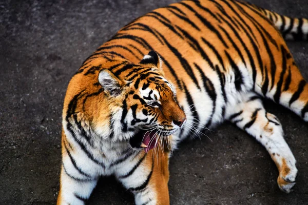 Krásný Amur Tygr Pozadí — Stock fotografie
