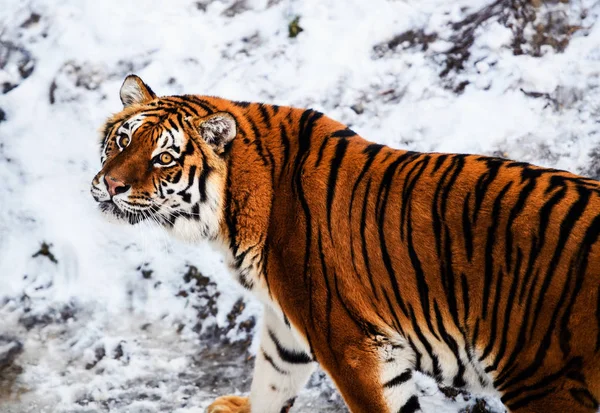 Beautiful Amur tiger on snow. Tiger in winter forest