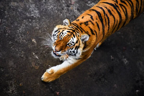 Schöne Amur Tiger Auf Hintergrund — Stockfoto