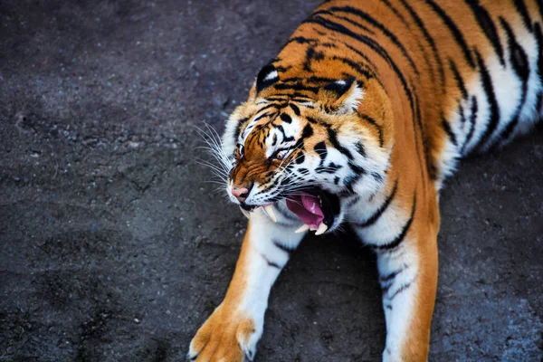 Divertido y loco tigre Amur — Foto de Stock