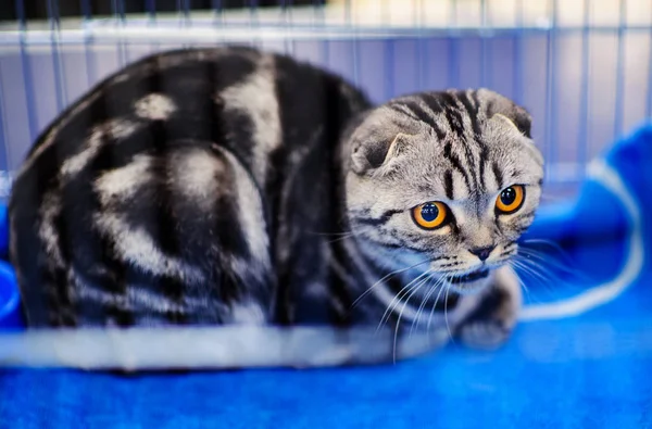 Portrait of beautiful cat — Stock Photo, Image