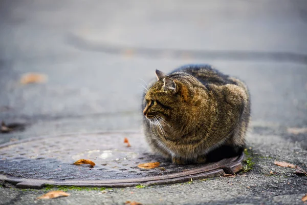 homeless cat is warmed up in a sewer hatch