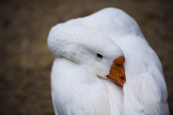 Closeup View White Domestic Goose — 스톡 사진