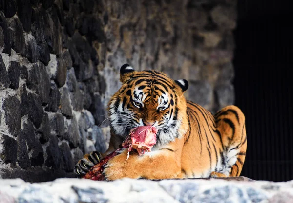Szép amur tigris darab húst eszik — Stock Fotó
