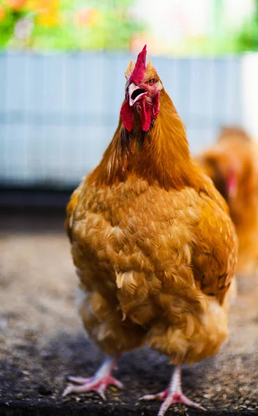 Pollo in una fattoria — Foto Stock