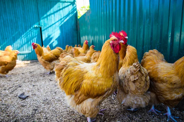 Frango em uma fazenda — Fotografia de Stock