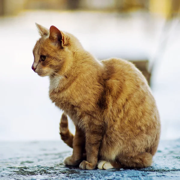 Schöne rote Katze, die auf dem Schnee geht, Winterzeit — Stockfoto