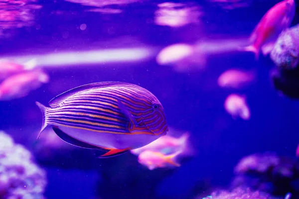 Prachtige en mooie onderwaterwereld met koralen en tropica — Stockfoto