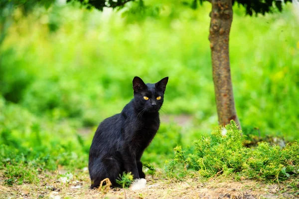 Leuke Kat Selectieve Focus — Stockfoto