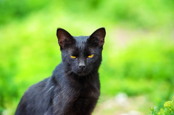 Leuke Kat Selectieve Focus — Stockfoto