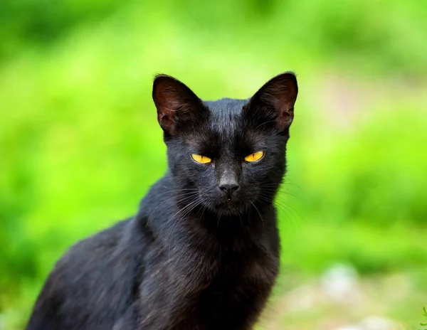 Leuke Kat Selectieve Focus — Stockfoto