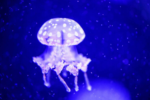 Beautiful jellyfish, medusa in the neon light with the fishes. U