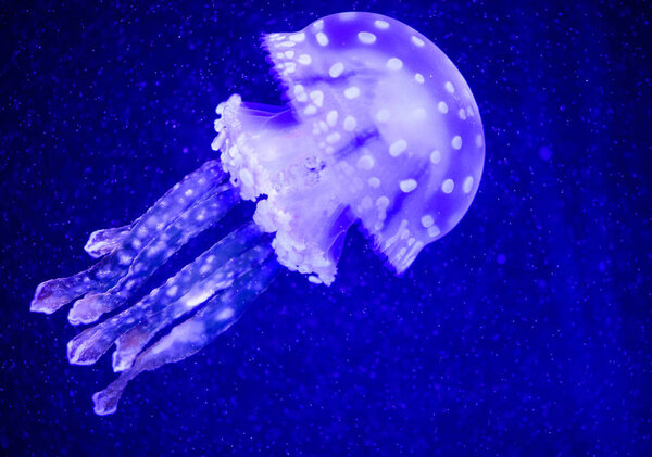 Beautiful jellyfish, medusa in the neon light with the fishes. U