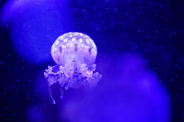 Hermosas medusas, medusa en la luz de neón con los peces. U — Foto de Stock