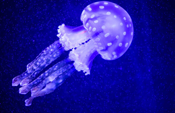 Beautiful jellyfish, medusa in the neon light with the fishes. U
