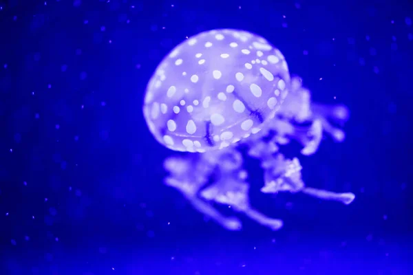 Beautiful jellyfish, medusa in the neon light with the fishes. U — Stock Photo, Image