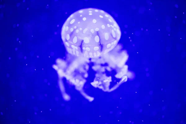 Hermosas medusas, medusa en la luz de neón con los peces. U — Foto de Stock