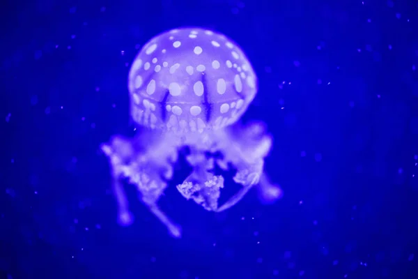 Beautiful jellyfish, medusa in the neon light with the fishes. U — Stock Photo, Image