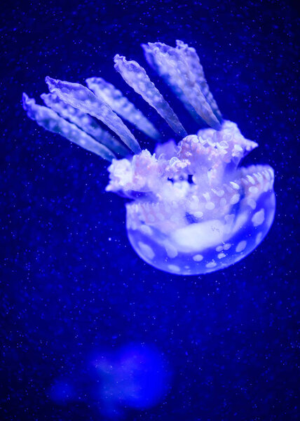 Beautiful jellyfish, medusa in the neon light with the fishes. U