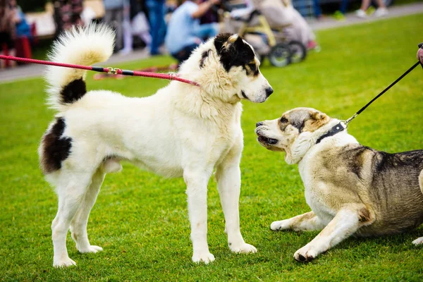 Смешные эмоциональные собаки играют на зеленой траве — стоковое фото