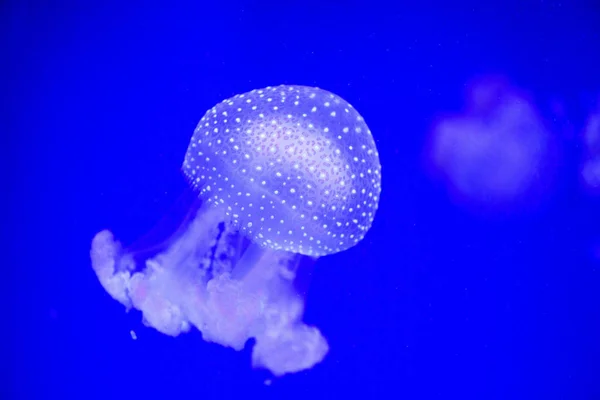 Beautiful jellyfish, medusa in the neon light with the fishes. U — Stock Photo, Image